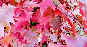 A HERBSTPROBE intensiv 12er-Paket 25% Rabatt