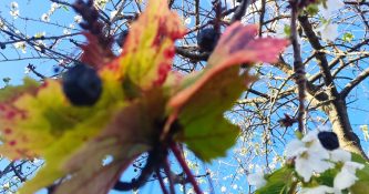 B HERBSTPROBE feinfruchtig12er-Paket 20% Rabatt